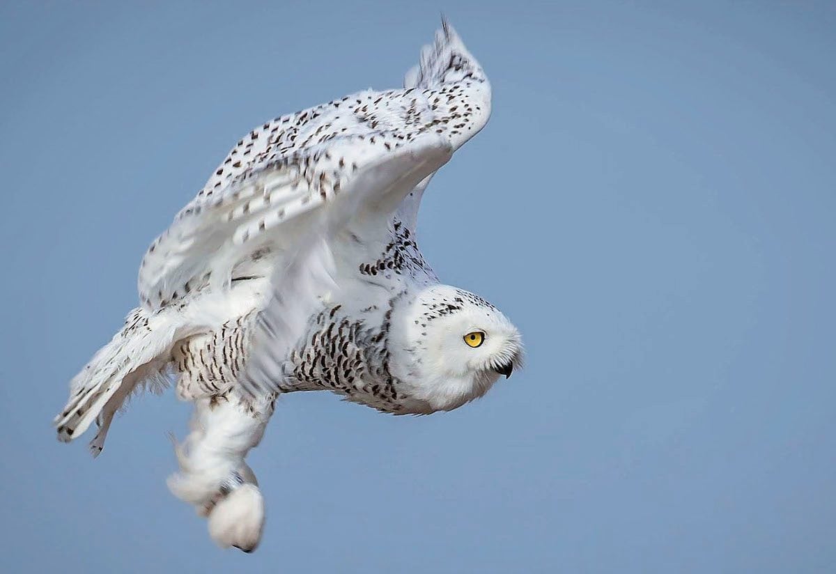 Snowy Owl Facts (and Where to Find Them!) - Birds and Blooms