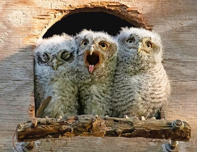 baby screech owl