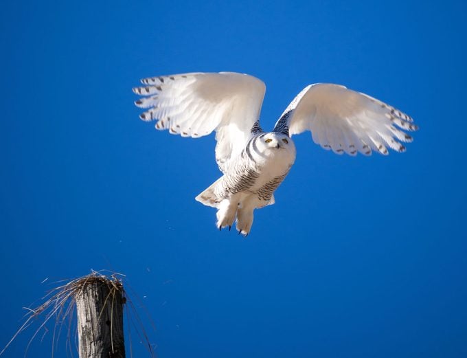 snowy owl in flight, raptor bird