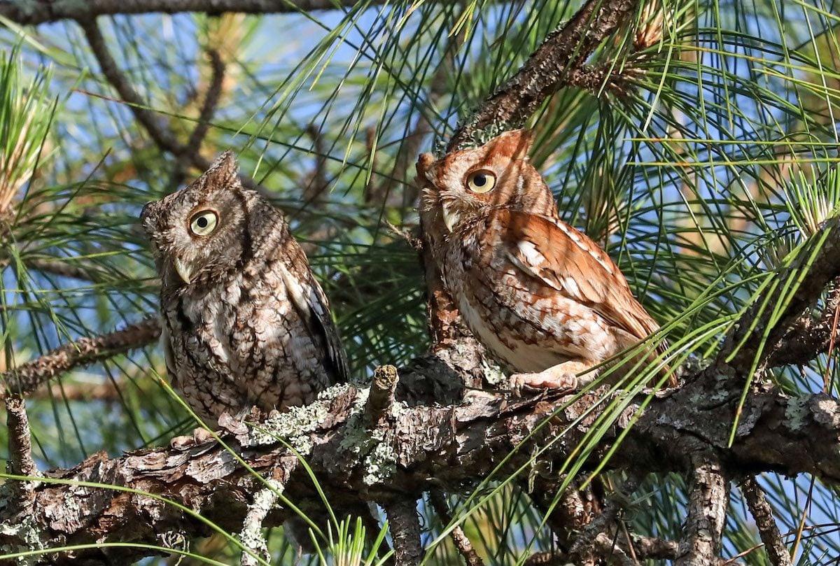 Discover the Amazing Types of Owls in North America - Birds and Blooms