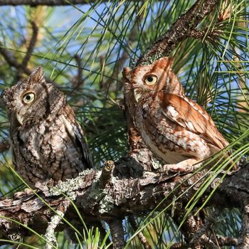 eastern screech owls