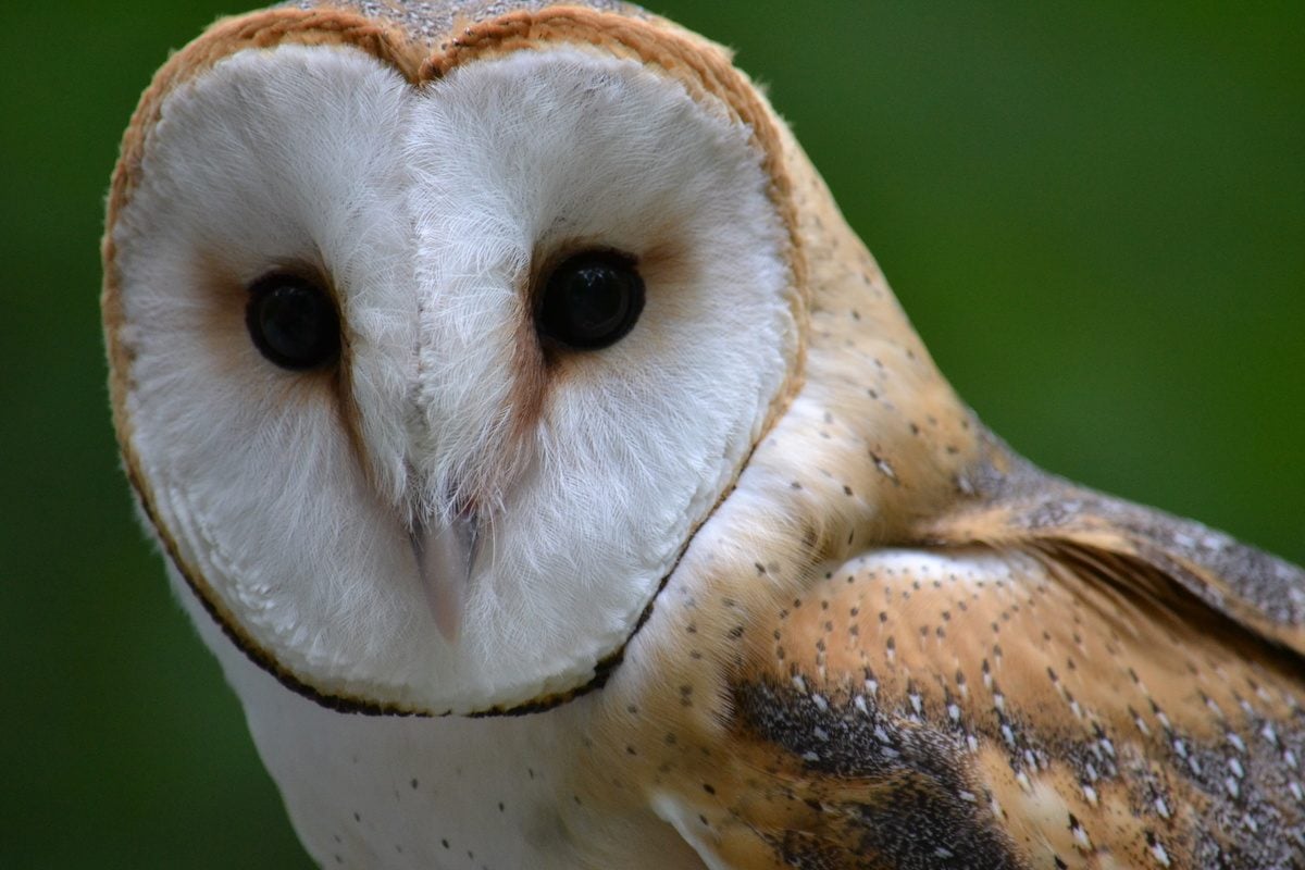 Barn Owls: Ghostly Nocturnal Birds of Prey - Birds and Blooms