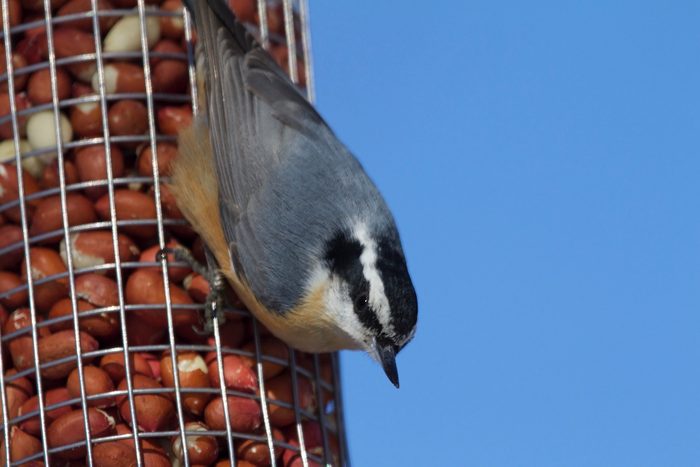red breasted nuthatch, shelled peanuts for birds