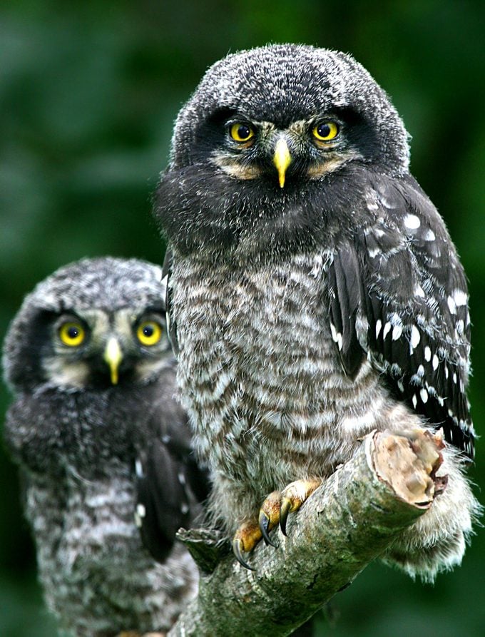 northern hawk owl, types of owls
