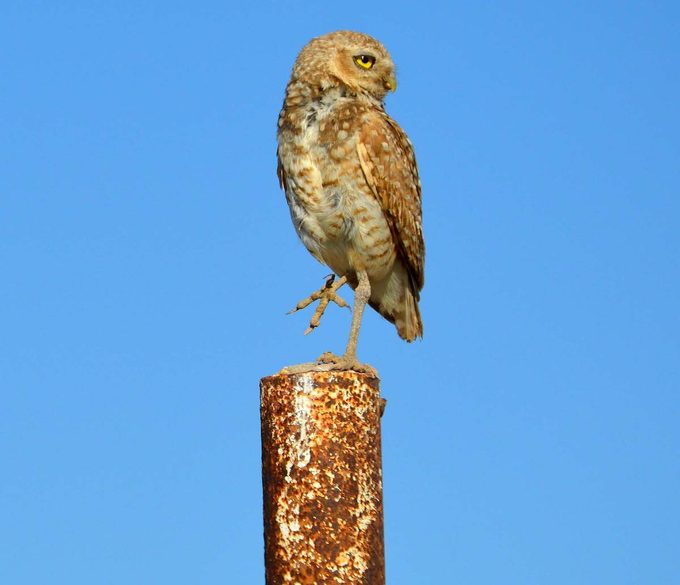 burrowing owl perching on post