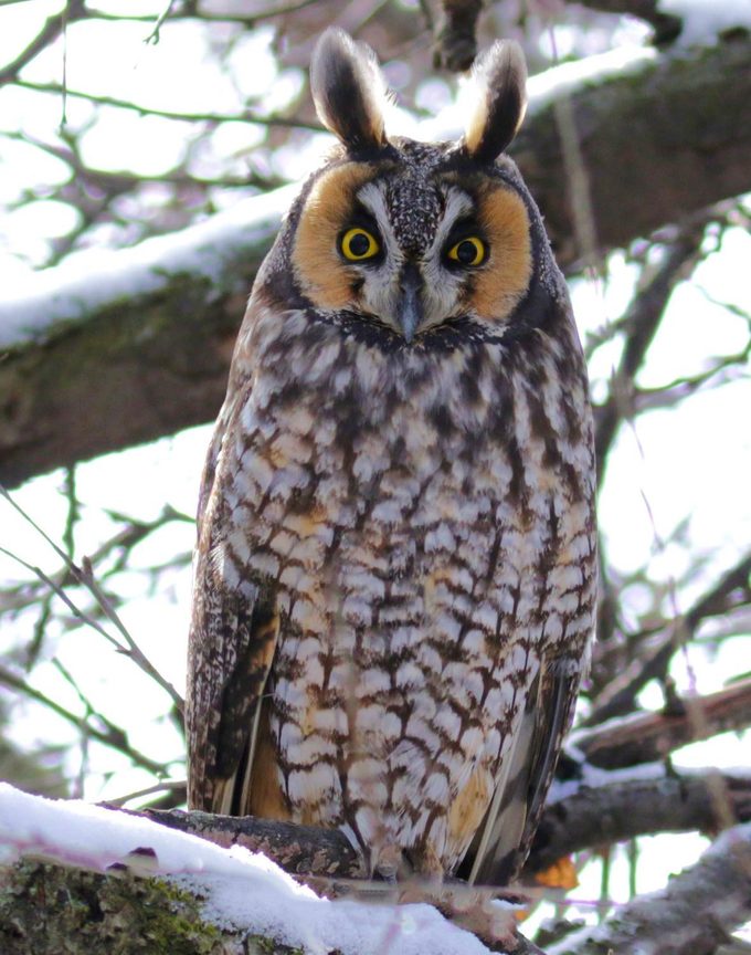 long eared owl