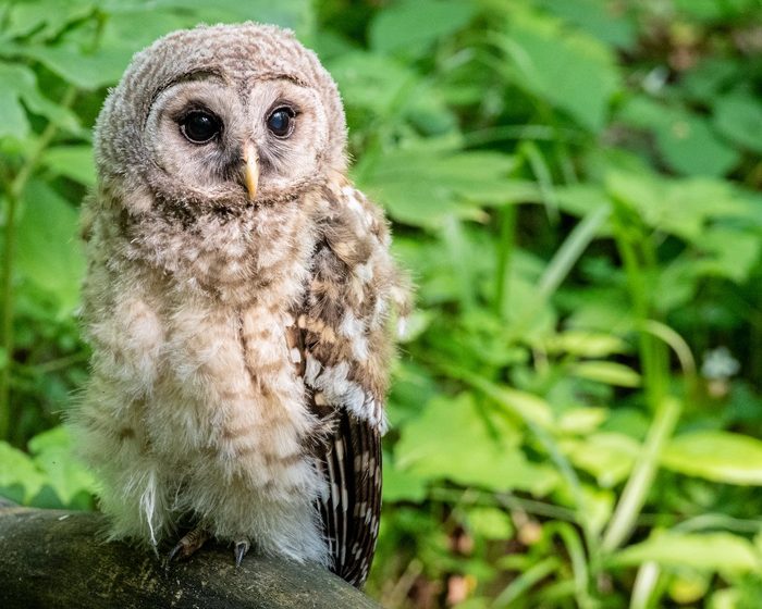 baby barred owl