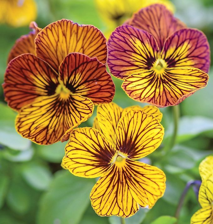 Tiger Eye viola, Fall Container Plants
