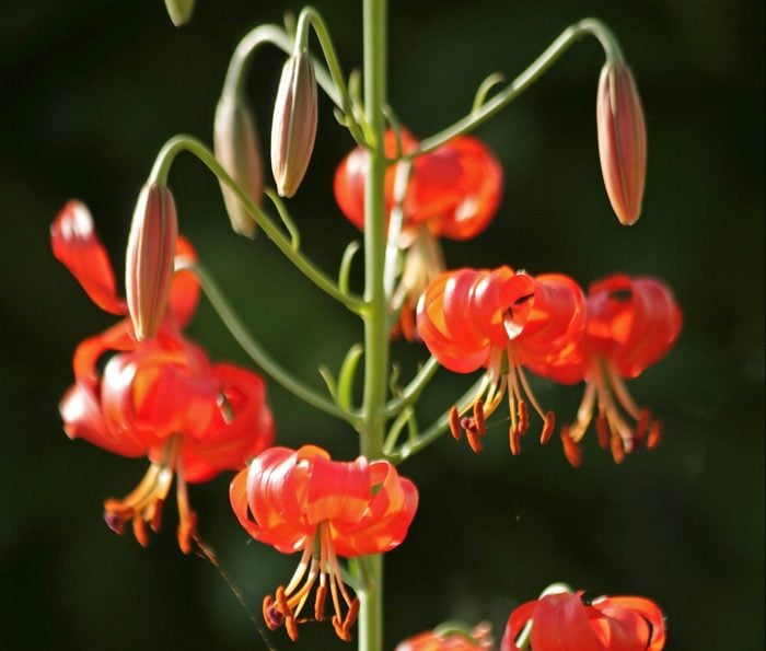 Coral lily's attractive orange flowers hang downward from the plant's stem.