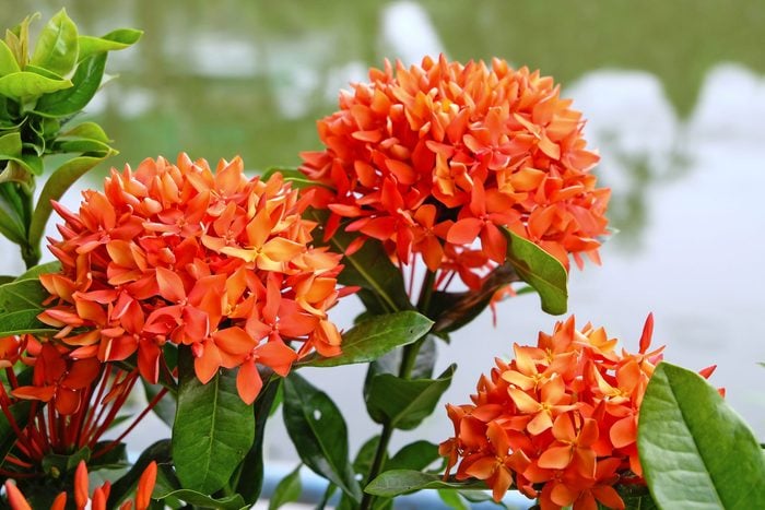 Flame Of The Woods displays orange flowers and can be grown as an annual north of its growing range.