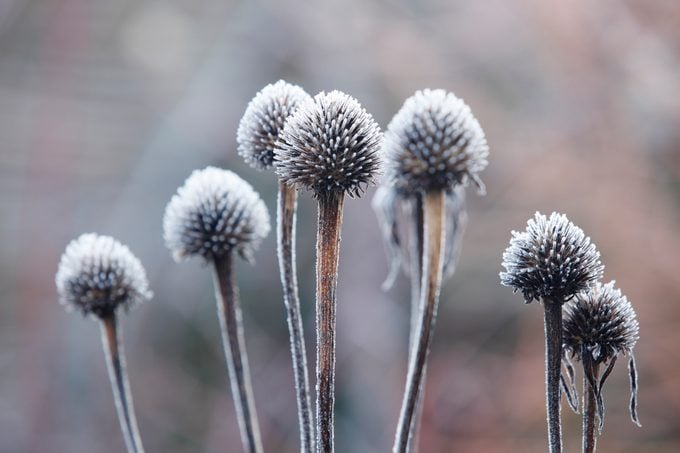 Frost covered seed heads of Echinacea purpurea.