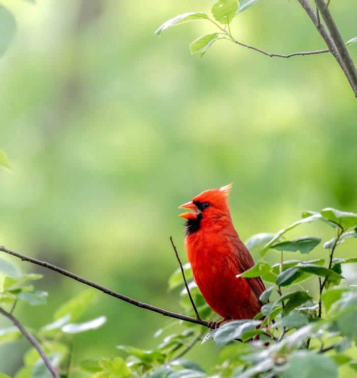 Little Red Bird Sitting On A Tree Branch With An Open Beak Against A Green Blurred Background