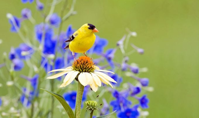 Goldfinch Perched On A Coneflower, birds mental health