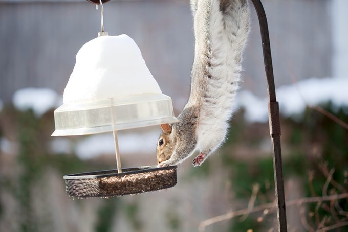 does safflower seed deter squirrels?