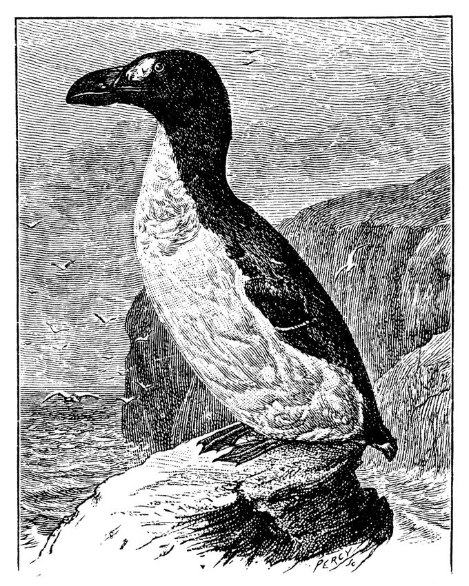 Antique illustration of Great Auk (Pinguinus impennis)