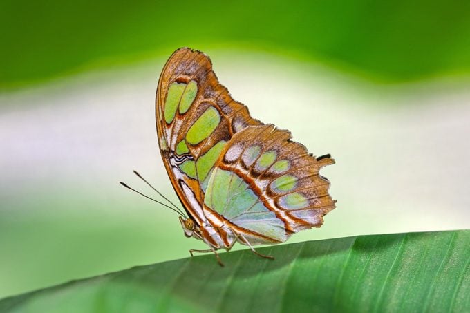 Malachite Butterfly, kinds of butterflies