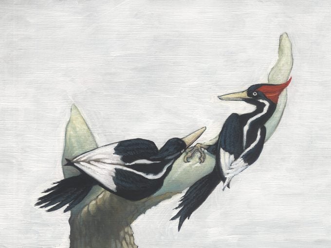 An illustration of two ivory billed wood pecker