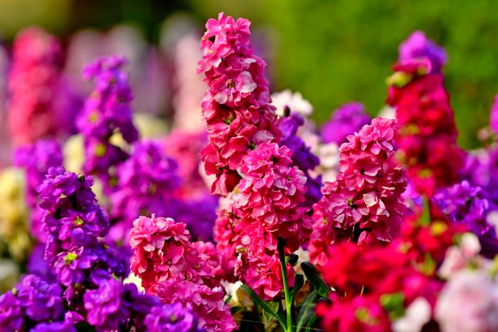 fall container plants, Matthiola Incana / Stock Flowers