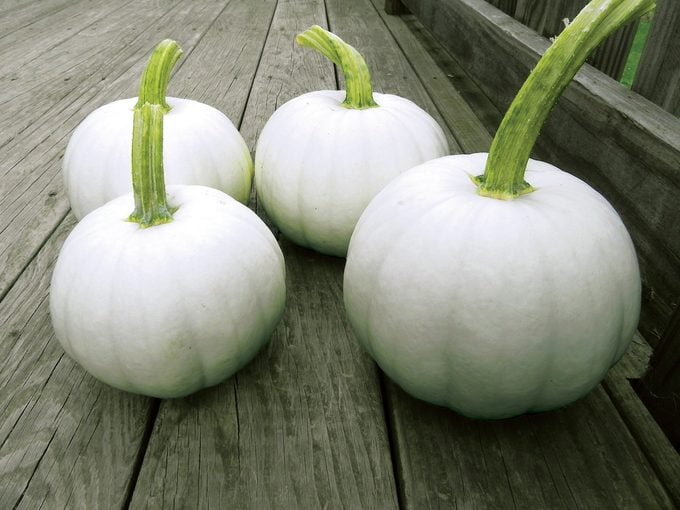 Blanco pumpkins