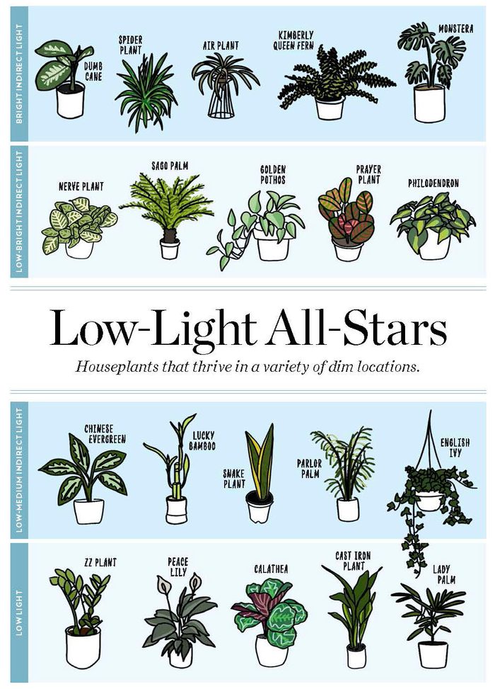 low light houseplants