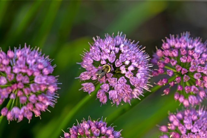 آلیوم های هزاره از ده ها گل کوچک بنفش تشکیل شده اند که زنبورها را به خود جذب می کنند.