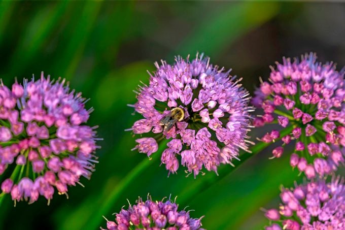 Millenium alliums are made up of dozens of small purple flowers that attract bees.