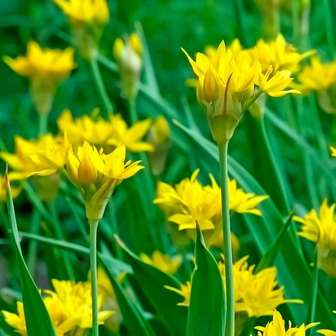 Allium moly are one-of-a-kind with delicate yellow flowers.
