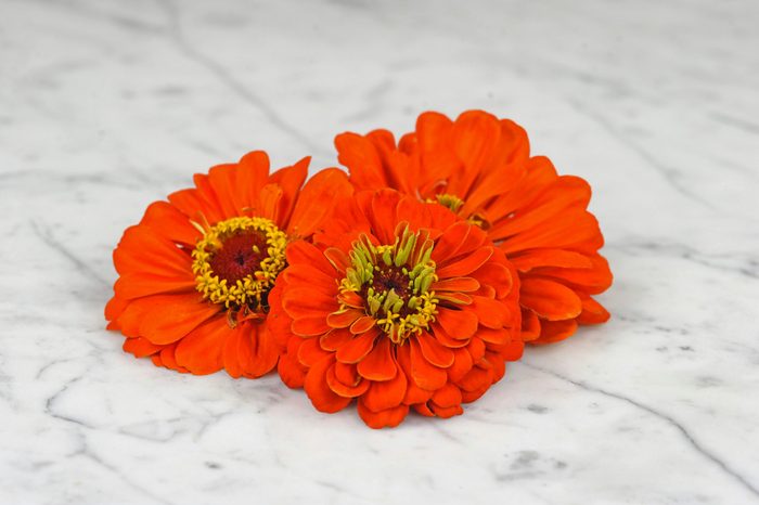 Three Orange King zinnia flower heads sitting on a white countertop.