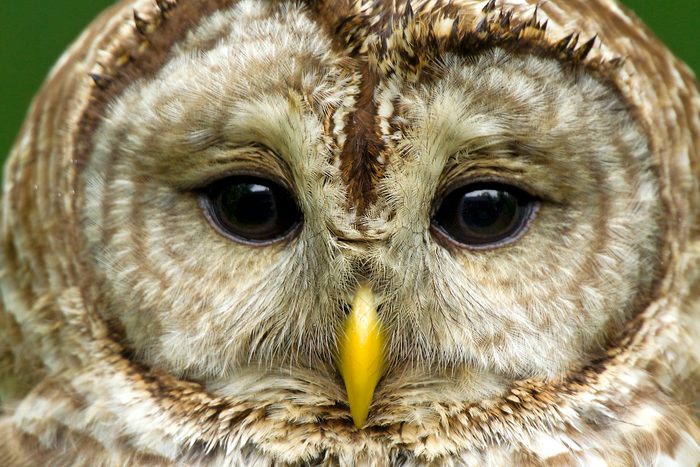 Closeup of barred owl