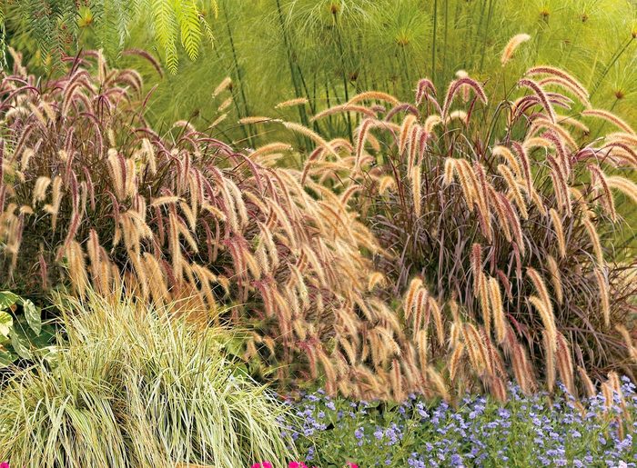 fall container plants, graceful Grasses purple fountain grass