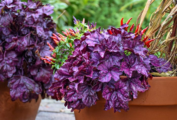 fall container plants, Dolce Wildberry coral bells