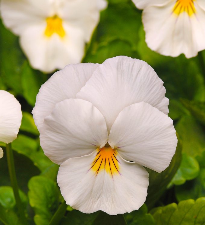 Pansy Cool Wave White Bloom