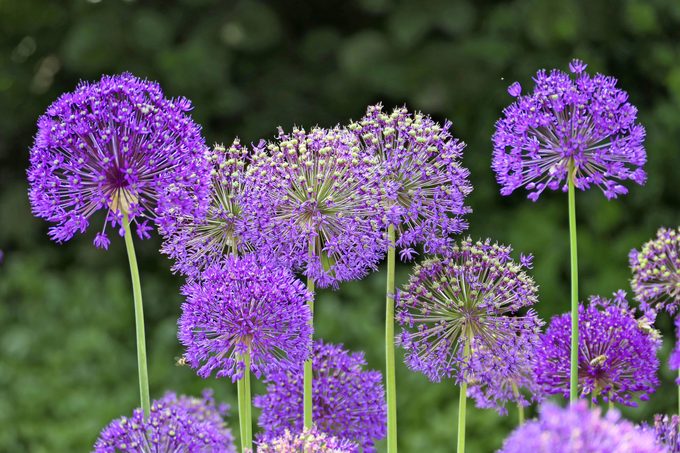 A grouping of purple Giant allium flowers in a plot.
