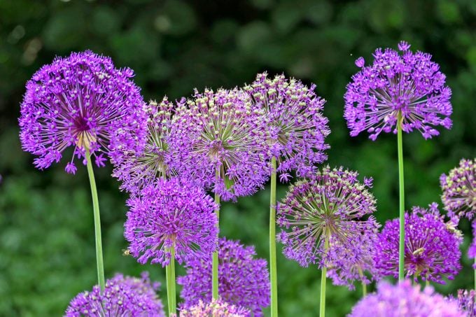 seed bearing plants A grouping of purple Giant allium flowers in a plot.