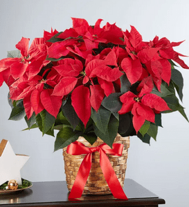 The Best Holiday Plant and Flower Delivery Services - Birds and Blooms