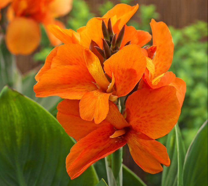 South Pacific Orange canna gives a tropical glow to any backyard.