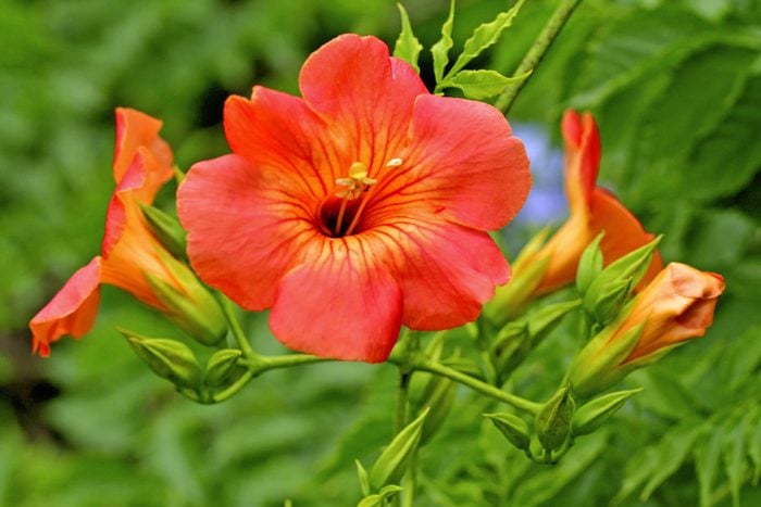 Trumpet vine's orange tube-shaped flowers attract many pollinators.