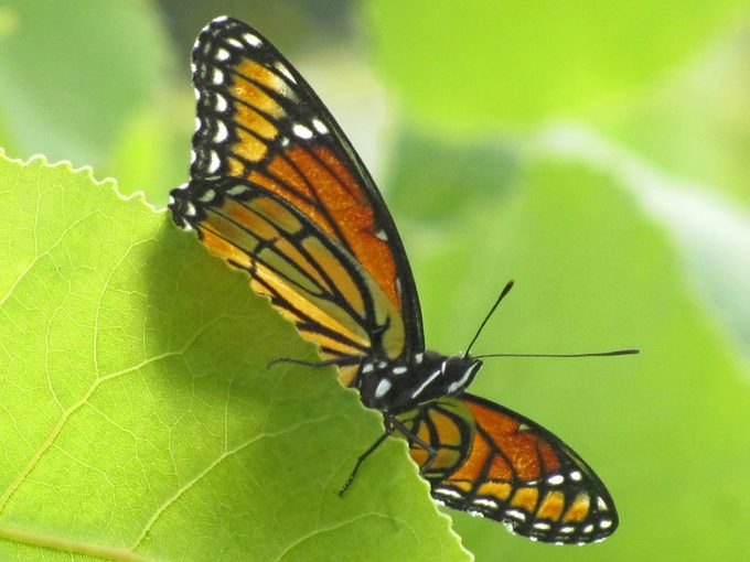 A viceroy butterfly peeks from behind a leaf.
