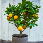Expert Tips for Growing a Clementine Tree Indoors