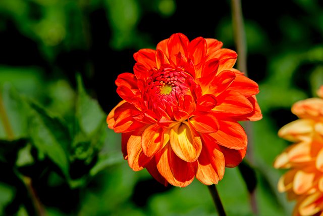 Orange Nugget dahlia's bright orange flowers make excellent cut flowers for a vase.