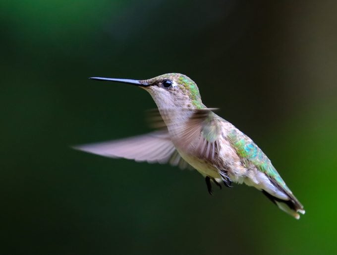 hummingbird meaning pandemic