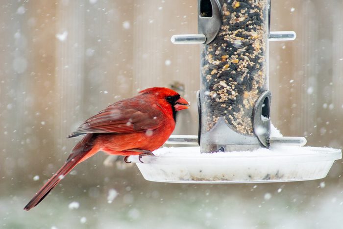 male cardinal at feeder in snow