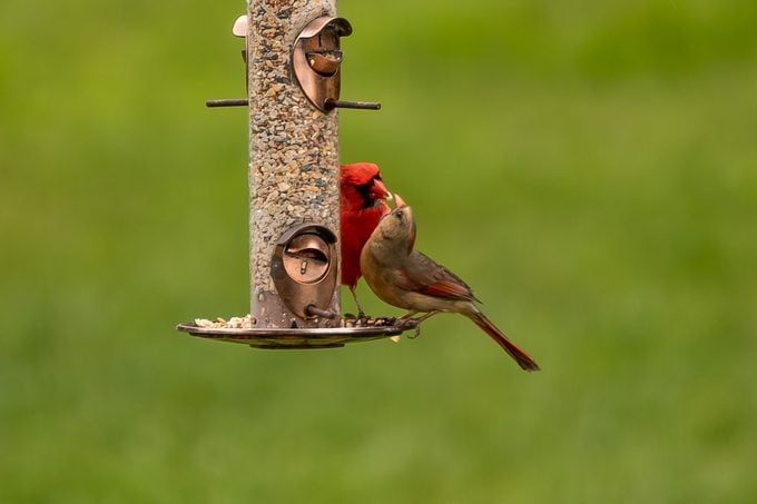 cardinals on a seed bird feeder
