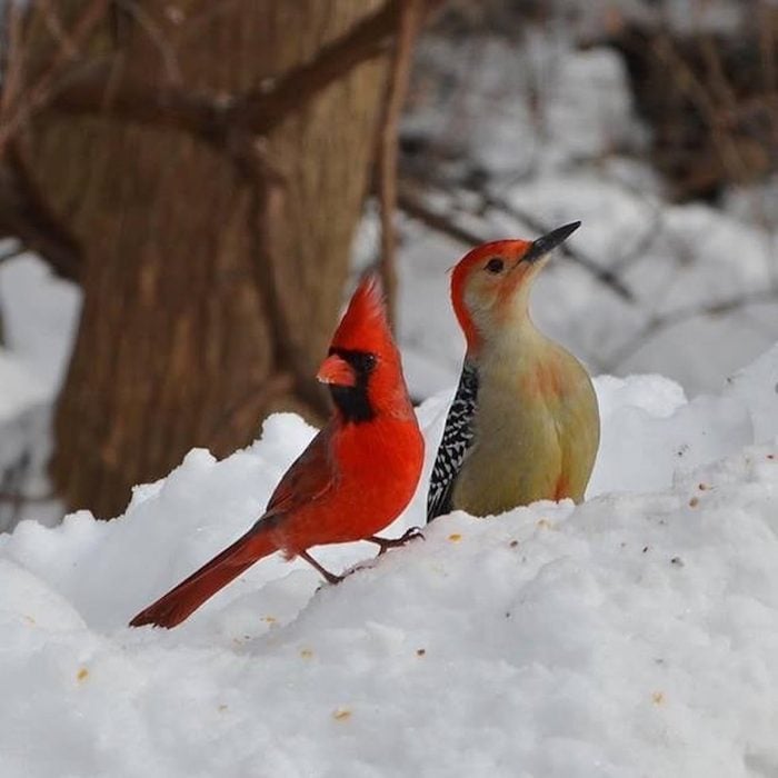 cardinal and woodpecker in snow