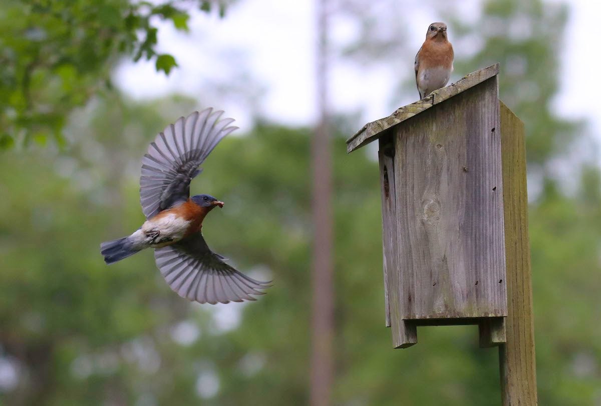 Titmouse... for Robins 2 Cedar Nesting Boxes Cardinals Bird House Bluebirds 