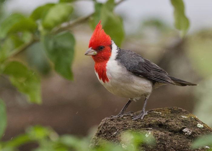 red crested cardinal
