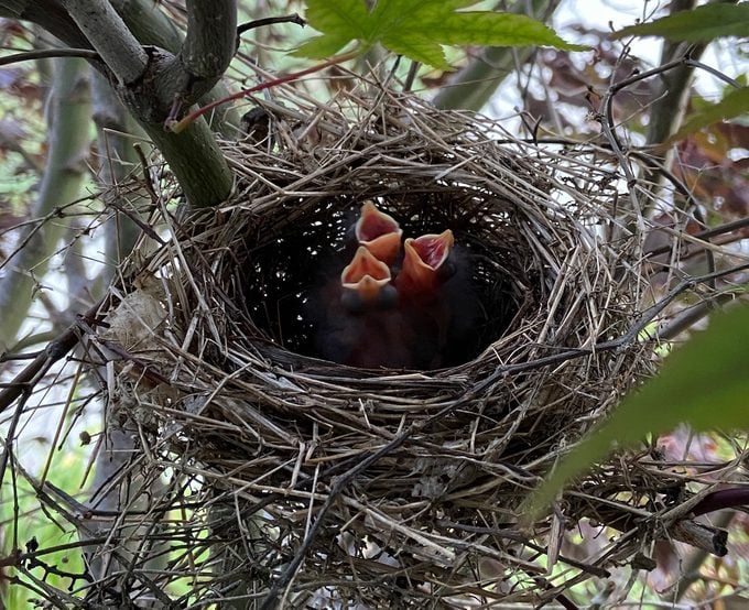 cardinal nest baby
