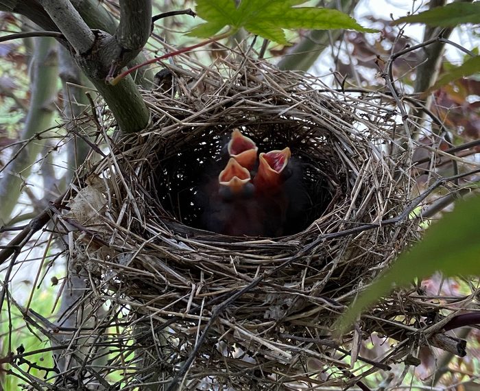 cardinal nest baby
