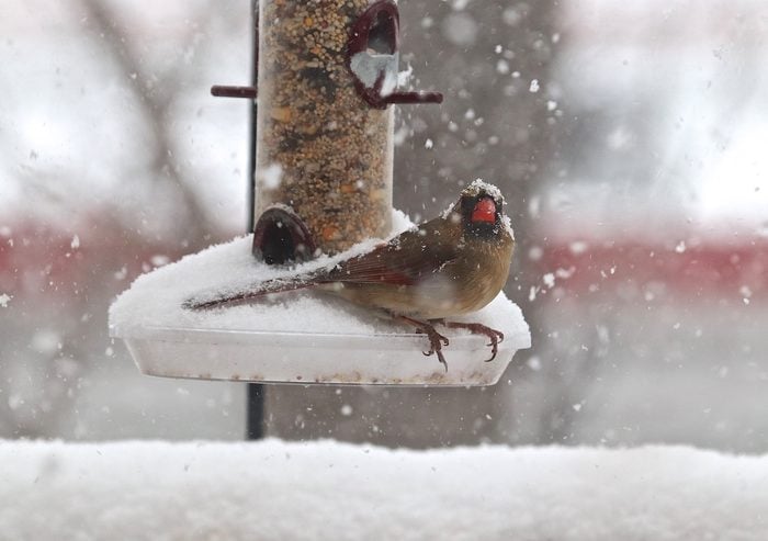 female cardinal at feeder in snow