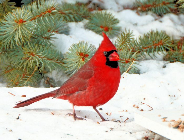 male cardinal in snow